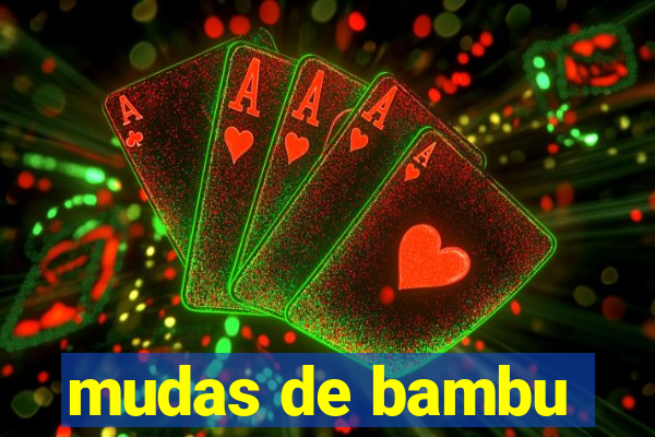 mudas de bambu